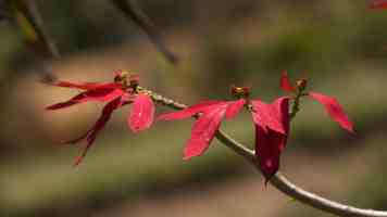 数据库未来十年发展趋势深度剖析：技术演进、选型避坑与面试技巧